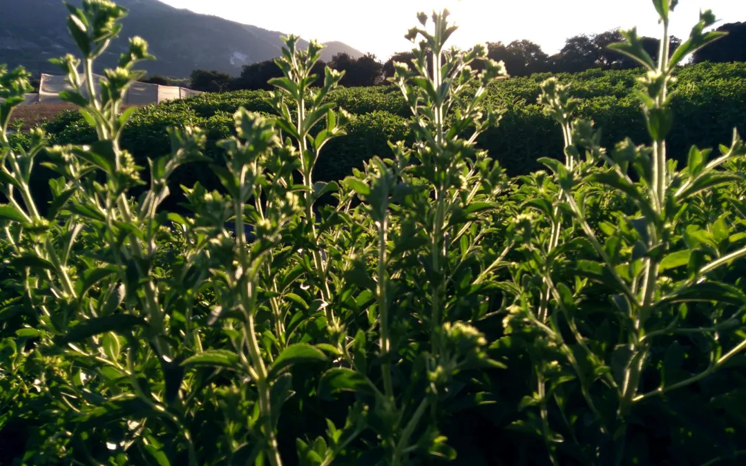 cultivo de la stevia